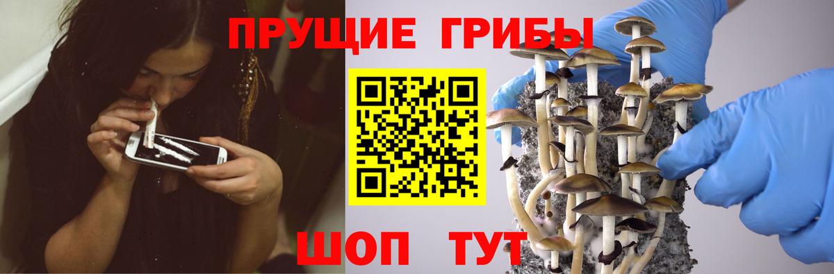 Псилоцибиновые грибы Cubensis  Вход с VPN  Абакан 